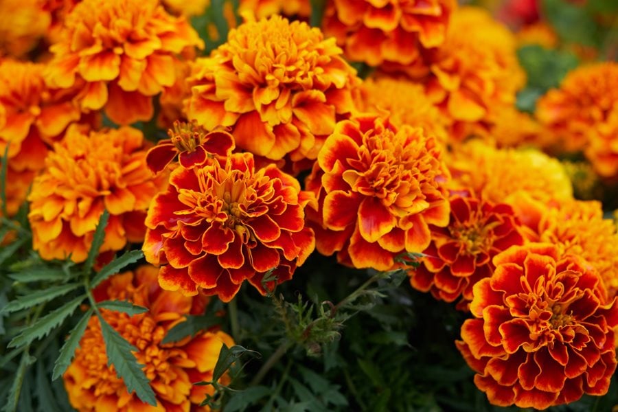 A bright orange marigold