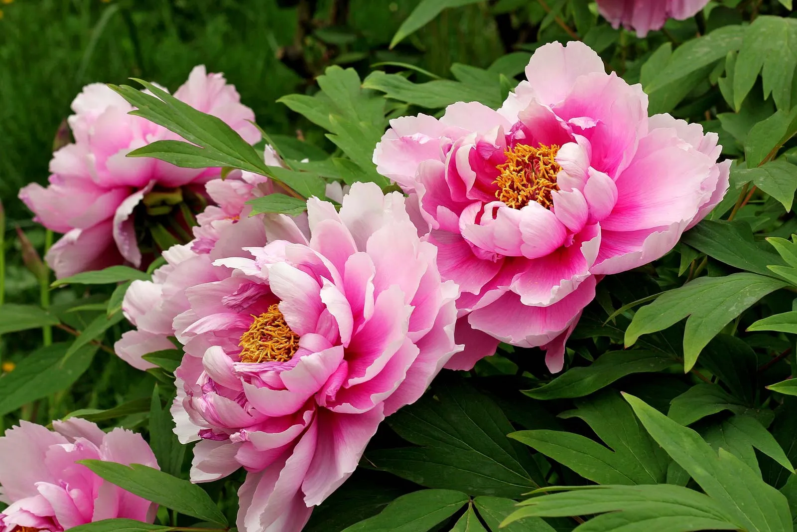 A large pink peony flower