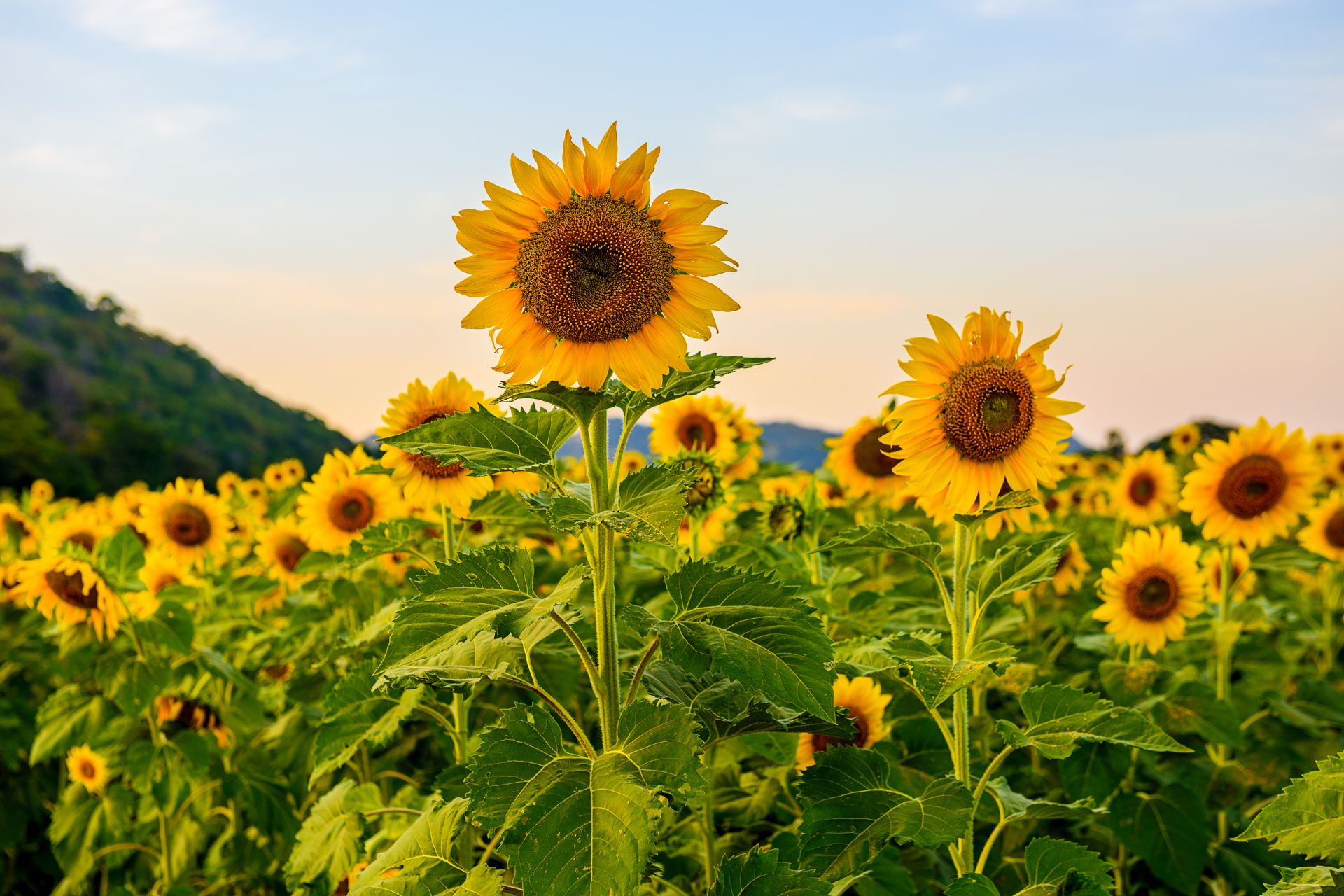 A bright yellow sunflower